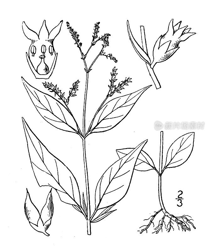 古植物学植物插图:Cynoctonum Mitreola, Mitrewort
